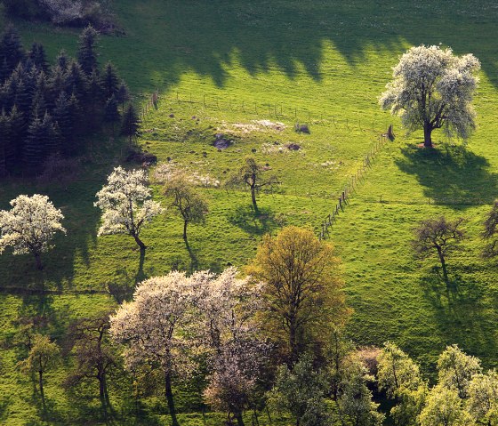 Blick ins Prümtal: Blühende Bäume werfen lange Schatten auf grüne Wiesen, umgeben von Wald. Die Landschaft wirkt idyllisch und friedlich., © Charly Schleder Blick ins Prümtal: Blühende Bäume werfen lange Schatten auf grüne Wiesen, umgeben von Wald. Die Landschaft wirkt idyllisch und friedlich., © Charly Schleder