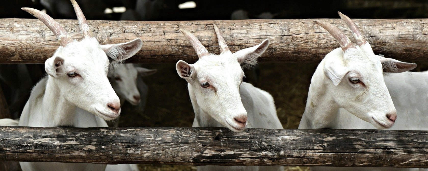 Ziegen, © Felsenland Südeifel Tourismus Ziegen, © Felsenland Südeifel Tourismus