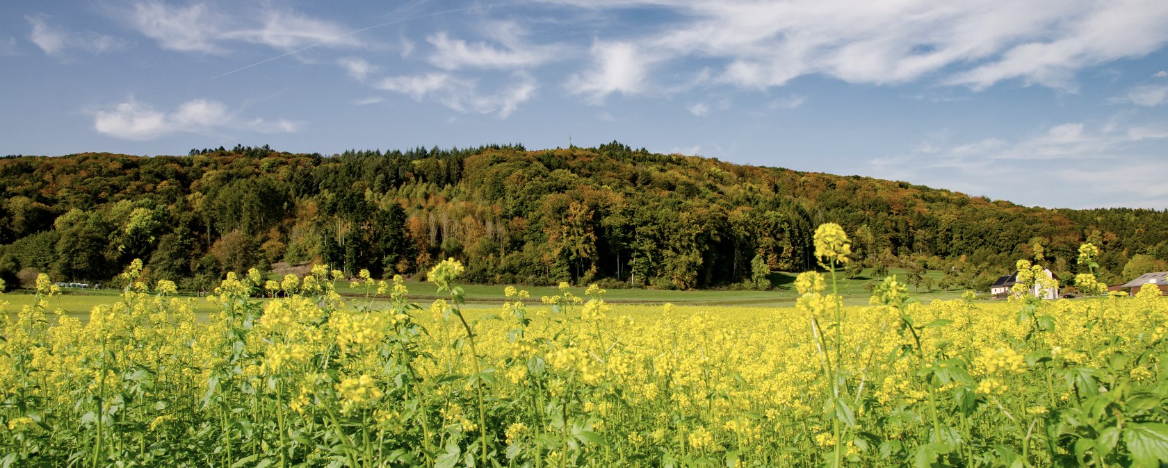 Gelbes Blumenfeld vor einem bewaldeten Hügel, blauer Himmel mit weißen Wolken. Malerische Landschaft am Wolsfelder Berg., © TI Bitburger Land Gelbes Blumenfeld vor einem bewaldeten Hügel, blauer Himmel mit weißen Wolken. Malerische Landschaft am Wolsfelder Berg., © TI Bitburger Land