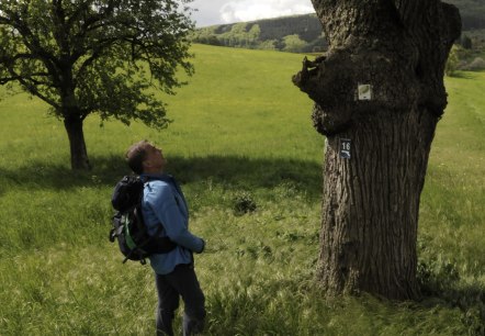 Im Naturpark Südeifel gibt es noch zahlreichen Streuobstwiesen, © Felsenland Südeifel Tourismus GmbH Im Naturpark Südeifel gibt es noch zahlreichen Streuobstwiesen, © Felsenland Südeifel Tourismus GmbH