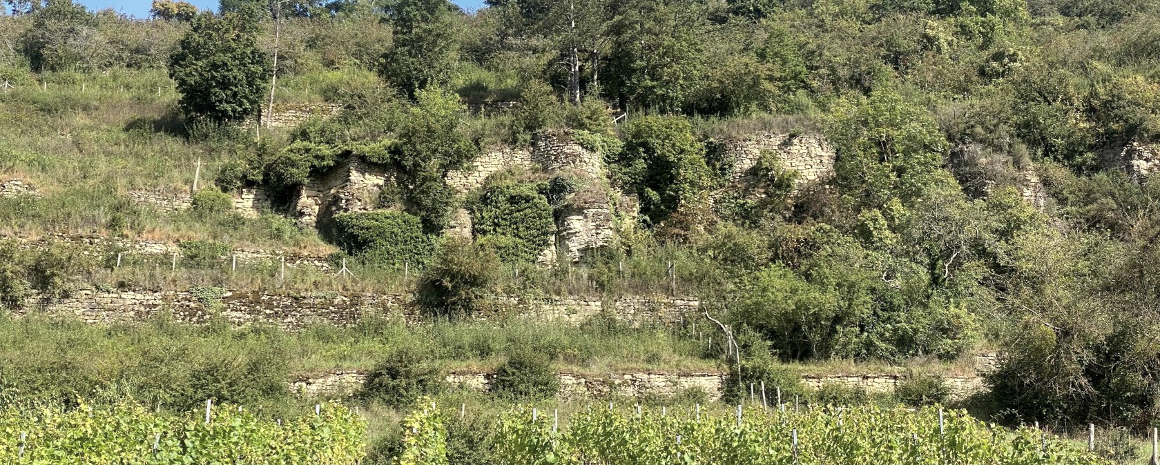 Weinberg, © Felsenland Südeifel Tourismus GmbH, Anna Carina Krebs Weinberg, © Felsenland Südeifel Tourismus GmbH, Anna Carina Krebs