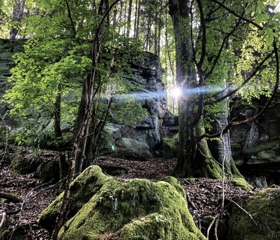 Sonnenlicht fällt durch Bäume auf moosbedeckte Felsen in einem Wald. Die Felsformationen sind von üppigem Grün umgeben., © Felsenland Südeifel Tourismus, Anna Carina Krebs Sonnenlicht fällt durch Bäume auf moosbedeckte Felsen in einem Wald. Die Felsformationen sind von üppigem Grün umgeben., © Felsenland Südeifel Tourismus, Anna Carina Krebs