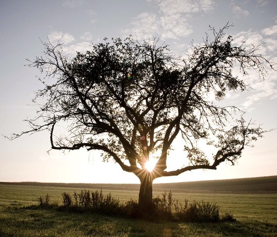 Ein Baum steht allein auf einem Feld, die Sonne scheint durch seine Äste. Der Himmel ist leicht bewölkt, die Szene wirkt friedlich und idyllisch., © Naturpark Südeifel, P. Haas Ein Baum steht allein auf einem Feld, die Sonne scheint durch seine Äste. Der Himmel ist leicht bewölkt, die Szene wirkt friedlich und idyllisch., © Naturpark Südeifel, P. Haas