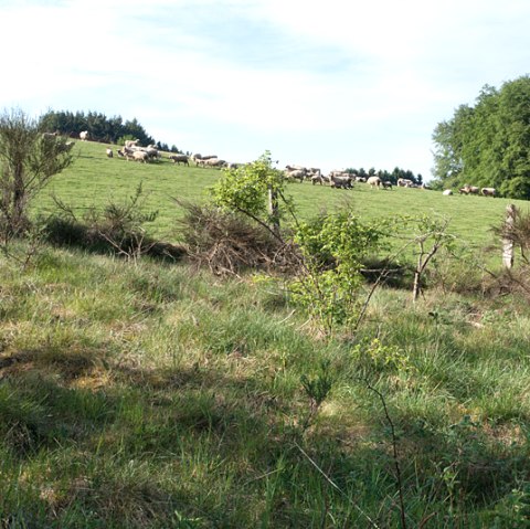 Eifel sheep, © V. Teuschler Eifel sheep, © V. Teuschler