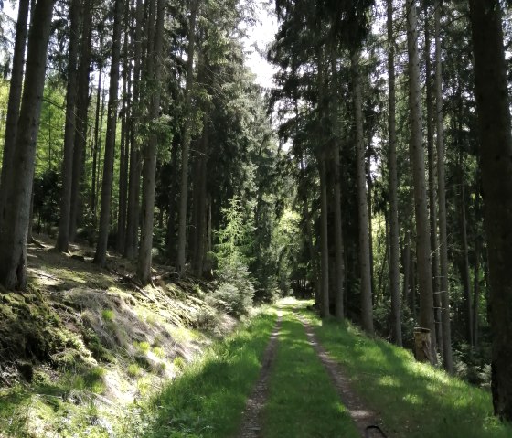 Durch den schattigen Nadelwald., © Felsenland Südeifel Tourismus, Antje Ackermann Durch den schattigen Nadelwald., © Felsenland Südeifel Tourismus, Antje Ackermann