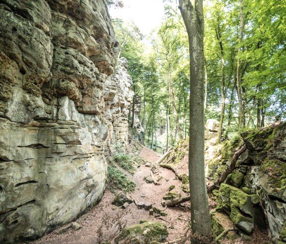 A narrow path leads through a rocky gorge, surrounded by tall trees and green foliage in the forest. A narrow path leads through a rocky gorge, surrounded by tall trees and green foliage in the forest.