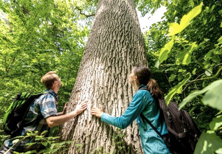 Königseiche auf der Nat´Our Route 6, © Eifel Tourismus GmbH, Dominik Ketz Königseiche auf der Nat´Our Route 6, © Eifel Tourismus GmbH, Dominik Ketz