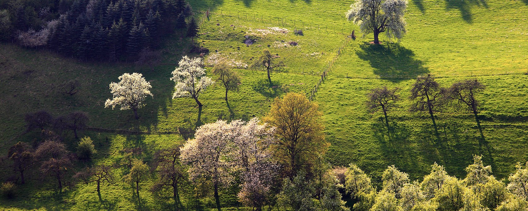 Vue aérienne d'arbres en fleurs dans une verte prairie de la vallée de la Prüm. Le soleil projette de longues ombres, le paysage semble idyllique et paisible., © Charly Schleder Vue aérienne d'arbres en fleurs dans une verte prairie de la vallée de la Prüm. Le soleil projette de longues ombres, le paysage semble idyllique et paisible., © Charly Schleder