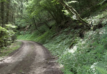 Forest path in the Prümtal, © V. Teuschler Forest path in the Prümtal, © V. Teuschler