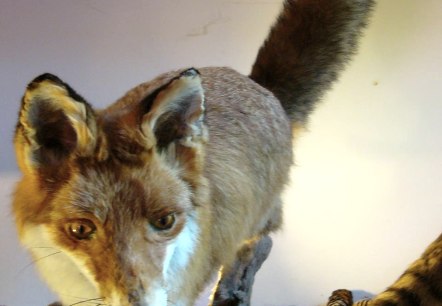 Haus der Jagd Ernzen - Fuchsmodell, © Holger Weber Haus der Jagd Ernzen - Fuchsmodell, © Holger Weber