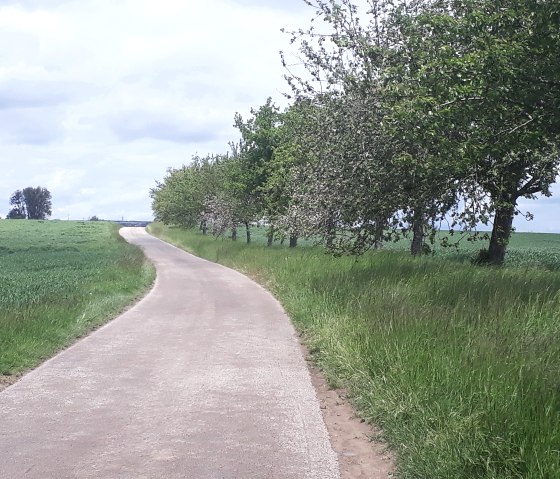 Entlang von Streuobstwiesen auf dem Äpfelberg, © Felsenland Südeifel Tourismus, Natalie Mainz Entlang von Streuobstwiesen auf dem Äpfelberg, © Felsenland Südeifel Tourismus, Natalie Mainz
