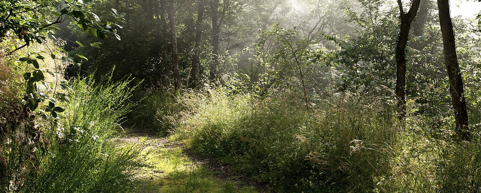 Ein sonniger Waldweg, umgeben von dichtem Grün und Bäumen, die im Licht schimmern., © V. Teuschler Ein sonniger Waldweg, umgeben von dichtem Grün und Bäumen, die im Licht schimmern., © V. Teuschler