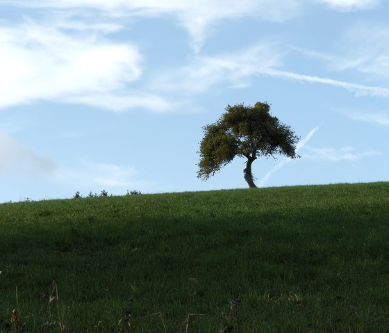 A single tree stands on a green hill under a blue sky with white clouds., © Felsenland Südeifel Tourismus GmbH, Christian Calonec-Rauchfuss A single tree stands on a green hill under a blue sky with white clouds., © Felsenland Südeifel Tourismus GmbH, Christian Calonec-Rauchfuss