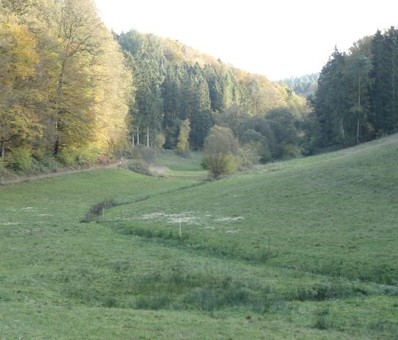 Grüne Wiesen im Alsbachtal, umgeben von herbstlich gefärbten Bäumen. Ein schmaler Pfad führt durch die Landschaft., © Felsenland Südeifel Tourismus GmbH, Christian Calonec-Rauchfuss Grüne Wiesen im Alsbachtal, umgeben von herbstlich gefärbten Bäumen. Ein schmaler Pfad führt durch die Landschaft., © Felsenland Südeifel Tourismus GmbH, Christian Calonec-Rauchfuss
