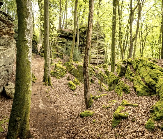 A narrow path winds its way through a moss-covered forest with tall trees and rocks in the ravine forest near Bollendorf., © Eifel Tourismus GmbH, Dominik Ketz A narrow path winds its way through a moss-covered forest with tall trees and rocks in the ravine forest near Bollendorf., © Eifel Tourismus GmbH, Dominik Ketz