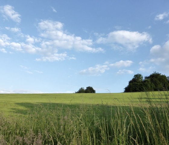 Grüne Wiese mit hohem Gras, blauer Himmel mit weißen Wolken, Bäume am Horizont., © Elke Wagner, Felsenland Südeifel Tourismus GmbH Grüne Wiese mit hohem Gras, blauer Himmel mit weißen Wolken, Bäume am Horizont., © Elke Wagner, Felsenland Südeifel Tourismus GmbH