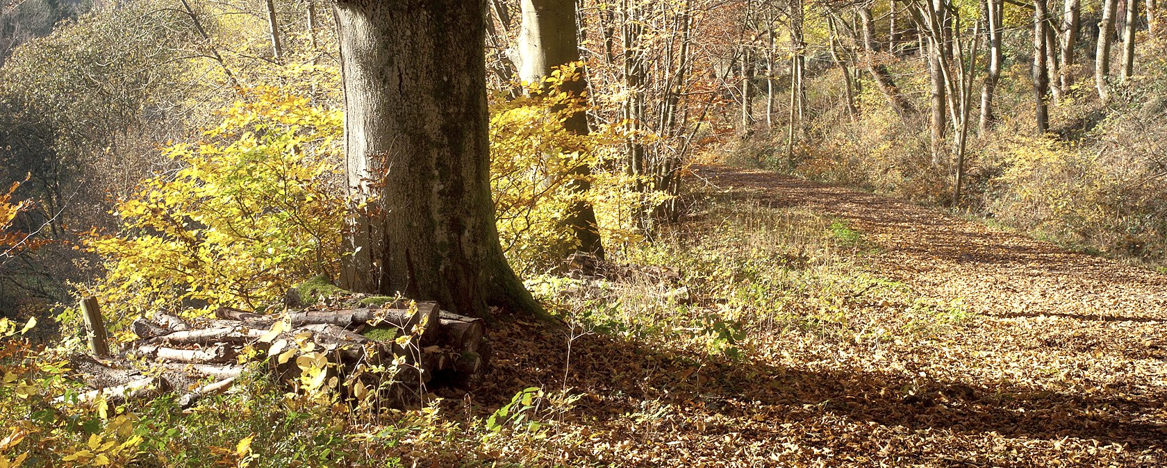 Een herfstig bospad, bedekt met kleurrijke bladeren. Zonlicht valt door de bomen, die oplichten in warme gele en bruine tinten., © V. Teuschler Een herfstig bospad, bedekt met kleurrijke bladeren. Zonlicht valt door de bomen, die oplichten in warme gele en bruine tinten., © V. Teuschler