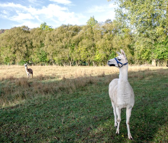 Two llamas are standing in a green meadow in front of a dense forest. One of the llamas is wearing a blue halter., © TI Bitburger Land Two llamas are standing in a green meadow in front of a dense forest. One of the llamas is wearing a blue halter., © TI Bitburger Land