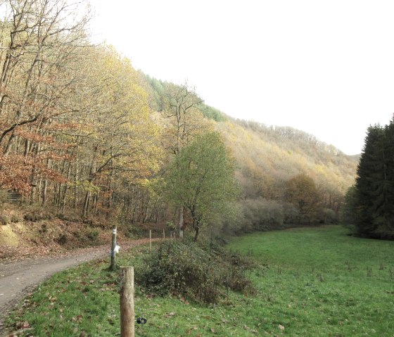 Herfstig bospad in de vallei van Radenbach, omzoomd door bomen met kleurrijk gebladerte. Rechts van het pad strekt zich een groene weide uit., © Felsenland Südeifel Tourismus GmbH, Natalie Mainz Herfstig bospad in de vallei van Radenbach, omzoomd door bomen met kleurrijk gebladerte. Rechts van het pad strekt zich een groene weide uit., © Felsenland Südeifel Tourismus GmbH, Natalie Mainz