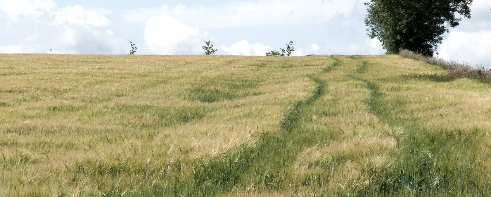 Wide field with tall grass and a path leading to the horizon. A tree stands on the right at the edge under a cloudy sky., © V. Teuschler Wide field with tall grass and a path leading to the horizon. A tree stands on the right at the edge under a cloudy sky., © V. Teuschler