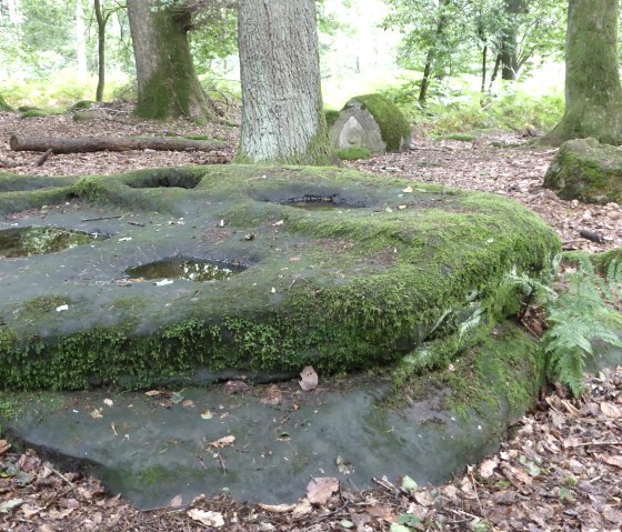 Moss-covered rock depressions in the forest, surrounded by trees. The depressions are filled with water and the ground is covered with leaves., © Elke Wagner, Felsenland Südeifel Tourismus GmbH Moss-covered rock depressions in the forest, surrounded by trees. The depressions are filled with water and the ground is covered with leaves., © Elke Wagner, Felsenland Südeifel Tourismus GmbH