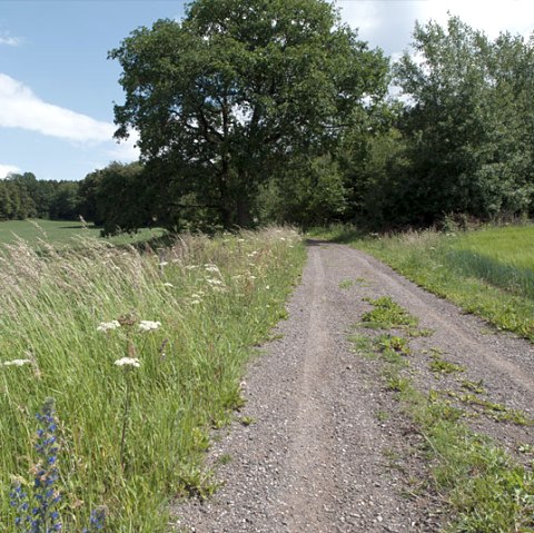 Un chemin de terre à la lisière de la forêt avec de hautes herbes et des fleurs sauvages, un ciel bleu et des nuages blancs., © V. Teuschler Un chemin de terre à la lisière de la forêt avec de hautes herbes et des fleurs sauvages, un ciel bleu et des nuages blancs., © V. Teuschler