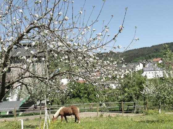 apple-blossom-with-partial-view-of-holsthum, © Hans-Dieter Heck apple-blossom-with-partial-view-of-holsthum, © Hans-Dieter Heck