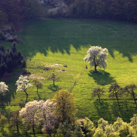 Vue d'une prairie verte dans la vallée de la Prüm avec des arbres en fleurs et de longues ombres dans la lumière du soleil., © Charly Schleder Vue d'une prairie verte dans la vallée de la Prüm avec des arbres en fleurs et de longues ombres dans la lumière du soleil., © Charly Schleder