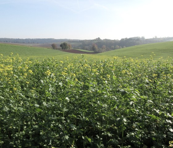 img_8424_1, © N. Mainz img_8424_1, © N. Mainz