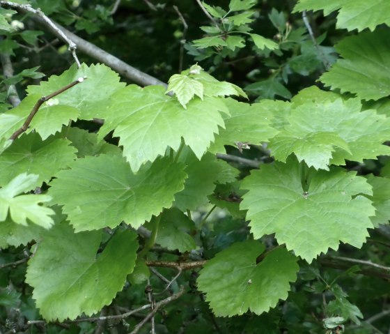 Green vine leaves grow in a hawthorn bush. The leaves are fresh and vibrant, surrounded by dense branches and leaves., © Elke Wagner, Felsenland Südeifel Tourismus GmbH Green vine leaves grow in a hawthorn bush. The leaves are fresh and vibrant, surrounded by dense branches and leaves., © Elke Wagner, Felsenland Südeifel Tourismus GmbH