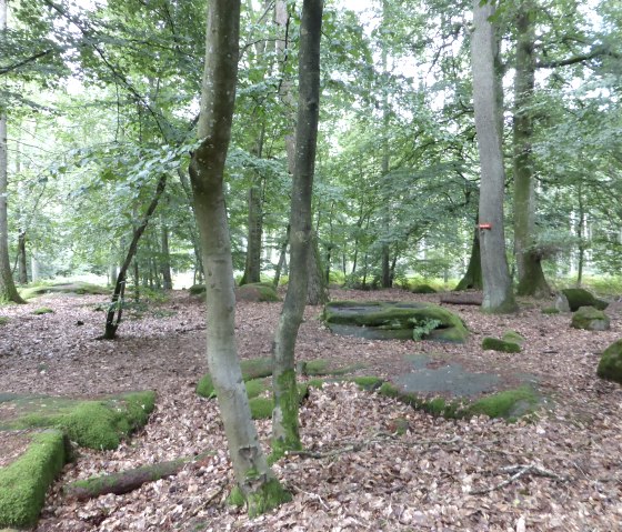 A forest with moss-covered stones and leaf-covered ground. The trees are dense and green, a quiet, natural place., © Elke Wagner, Felsenland Südeifel Tourismus GmbH A forest with moss-covered stones and leaf-covered ground. The trees are dense and green, a quiet, natural place., © Elke Wagner, Felsenland Südeifel Tourismus GmbH