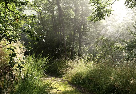 Ein schmaler Waldweg führt durch dichtes, grünes Laub. Sonnenlicht fällt durch die Bäume und erzeugt eine friedliche Atmosphäre., © V. Teuschler Ein schmaler Waldweg führt durch dichtes, grünes Laub. Sonnenlicht fällt durch die Bäume und erzeugt eine friedliche Atmosphäre., © V. Teuschler