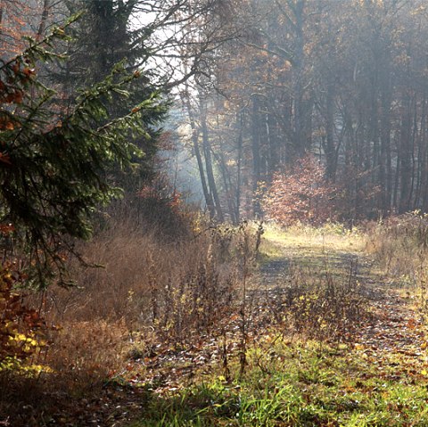 Een bospad in de Grimbach vallei in de herfst, omzoomd met kleurrijk gebladerte en verlicht door zacht zonlicht., © V. Teuschler Een bospad in de Grimbach vallei in de herfst, omzoomd met kleurrijk gebladerte en verlicht door zacht zonlicht., © V. Teuschler