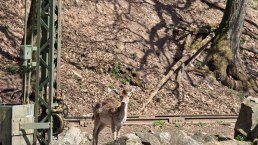 Zoo03, © Eifel-Zoo, Wallpott Zoo03, © Eifel-Zoo, Wallpott