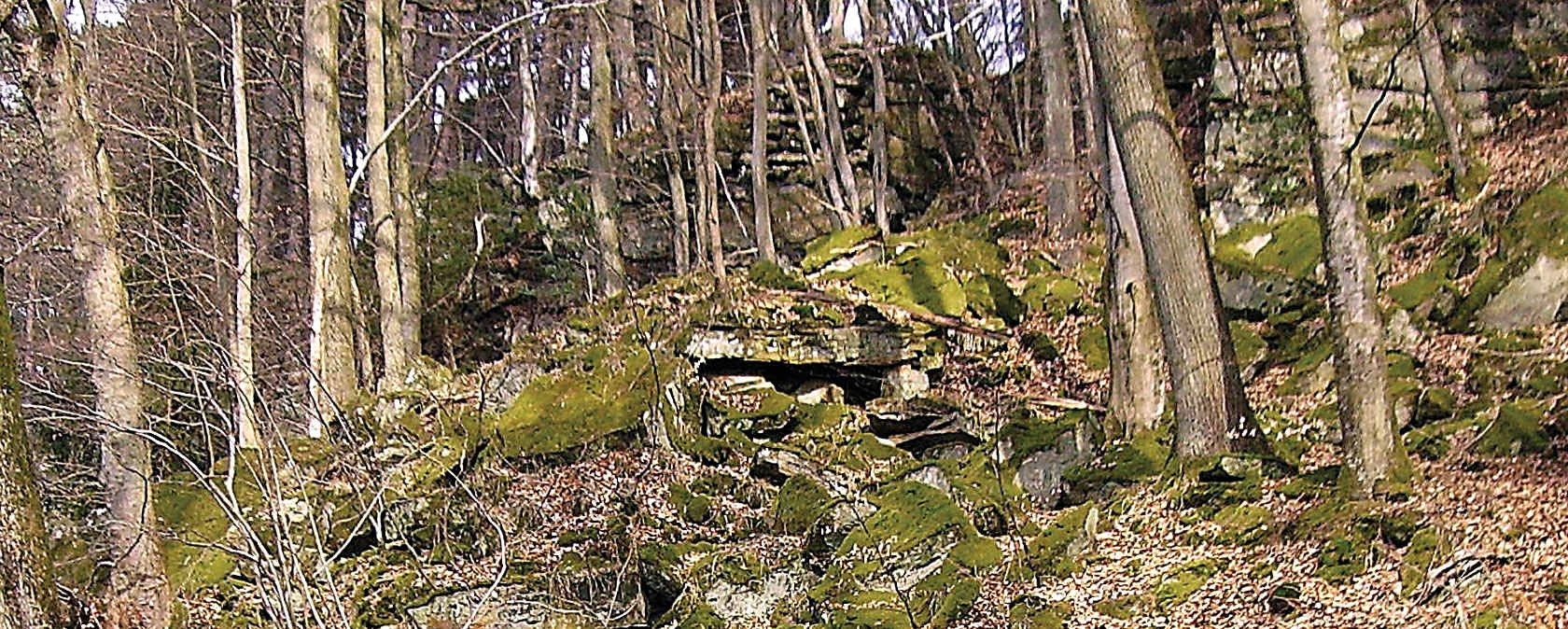 Moss-covered sandstone steps lead through a forest with bare trees and leaves on the ground. Moss-covered sandstone steps lead through a forest with bare trees and leaves on the ground.
