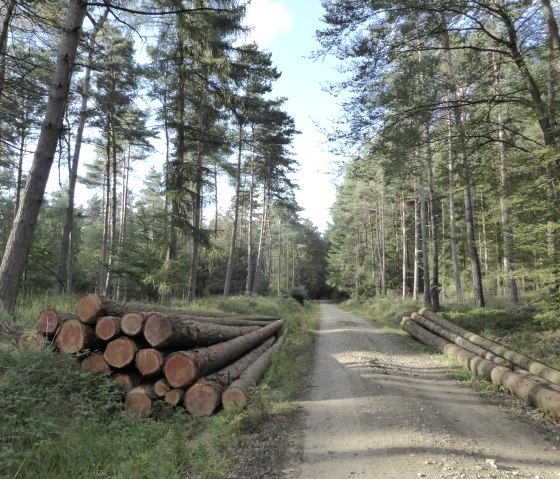 A forest path leads through tall trees, with tree trunks stacked at the sides. The sky is blue with a few clouds., © Elke Wagner, Felsenland Südeifel Tourismus GmbH A forest path leads through tall trees, with tree trunks stacked at the sides. The sky is blue with a few clouds., © Elke Wagner, Felsenland Südeifel Tourismus GmbH