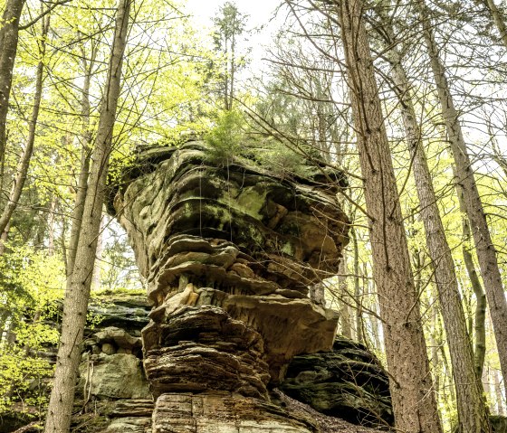 Ein imposanter Sandsteinfelsen im Wald, umgeben von hohen Bäumen und frischem Frühlingslaub. Der Felsen hat eine gestufte Struktur., © Eifel Tourismus GmbH, Dominik Ketz Ein imposanter Sandsteinfelsen im Wald, umgeben von hohen Bäumen und frischem Frühlingslaub. Der Felsen hat eine gestufte Struktur., © Eifel Tourismus GmbH, Dominik Ketz