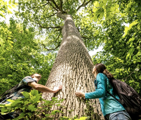 Zwei Personen stehen im Wald und schauen fasziniert zu einem hohen Baum hinauf. Der Baum ist von dichtem grünen Laub umgeben., © Eifel Tourismus, Dominik Ketz Zwei Personen stehen im Wald und schauen fasziniert zu einem hohen Baum hinauf. Der Baum ist von dichtem grünen Laub umgeben., © Eifel Tourismus, Dominik Ketz