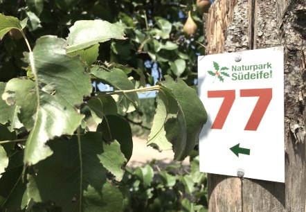 Ein Wegweiser mit der Nummer 77 des Naturparks Südeifel ist an einem Baumstamm befestigt, umgeben von grünen Blättern., © TI Bitburger Land Ein Wegweiser mit der Nummer 77 des Naturparks Südeifel ist an einem Baumstamm befestigt, umgeben von grünen Blättern., © TI Bitburger Land