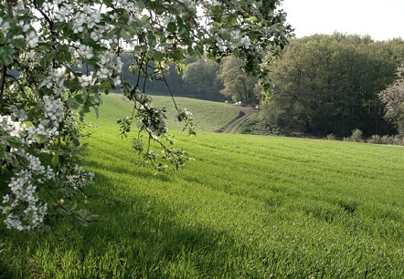 Grüne Wiese mit blühendem Baum im Vordergrund, ein Weg führt durch die Landschaft, Wald im Hintergrund unter blauem Himmel., © V. Teuschler Grüne Wiese mit blühendem Baum im Vordergrund, ein Weg führt durch die Landschaft, Wald im Hintergrund unter blauem Himmel., © V. Teuschler