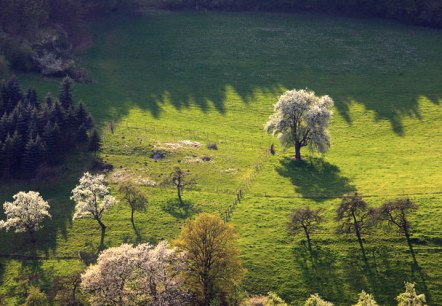 Blick auf eine grüne Wiese im Prümtal mit blühenden Bäumen und langen Schatten im Sonnenlicht., © Charly Schleder Blick auf eine grüne Wiese im Prümtal mit blühenden Bäumen und langen Schatten im Sonnenlicht., © Charly Schleder