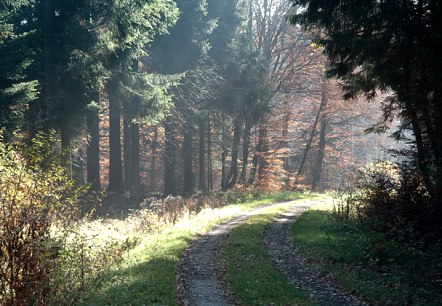 Waldweg bei der Prümer Burg, © V. Teuschler Waldweg bei der Prümer Burg, © V. Teuschler