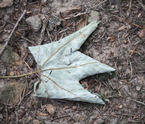 Une feuille dess&eacute;ch&eacute;e g&icirc;t sur le sol de la for&ecirc;t et sa forme rappelle celle d'une couronne., &copy; Annette & Paul-Theo Colljung