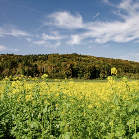 Gelbes Blumenfeld vor einem bewaldeten H&uuml;gel, blauer Himmel mit wei&szlig;en Wolken. Malerische Landschaft am Wolsfelder Berg., &copy; TI Bitburger Land