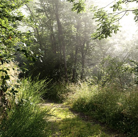 Forest path, © V. Teuschler
