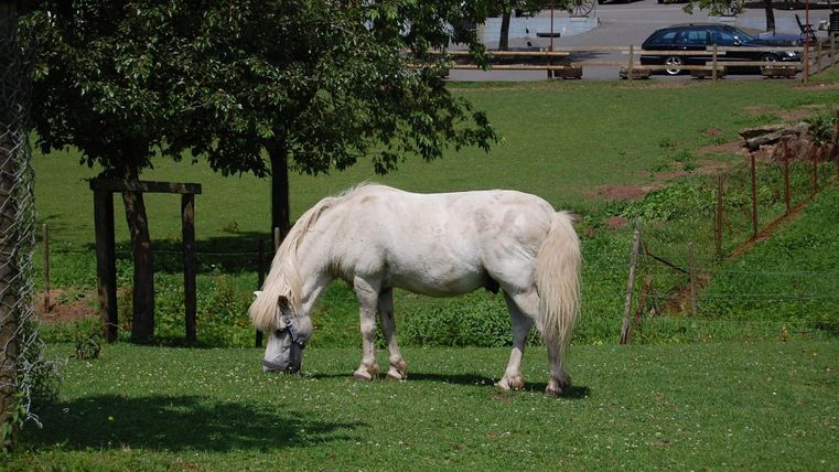 Ein weißes Pferd grast auf einer grünen Wiese. Im Hintergrund sind Bäume und parkende Autos sichtbar.