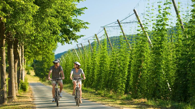Ein Radfahrerpaar fährt auf einem ruhigen Weg umgeben von hohen Hopfenpflanzen. Die Sonne scheint und es ist ein schöner, klarer Tag.