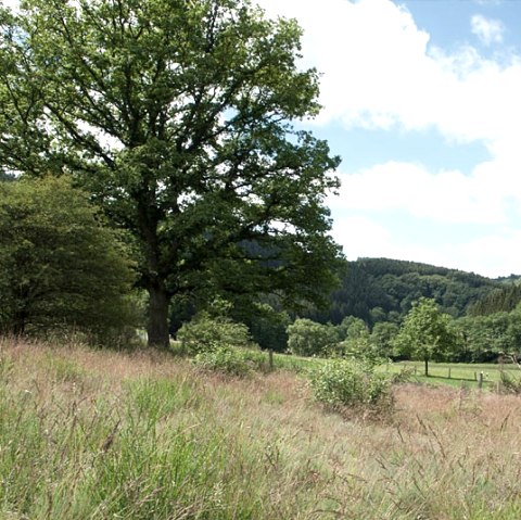 Grüne Wiesen und Bäume im Eifeltal unter einem blauen Himmel mit weißen Wolken., © V. Teuschler