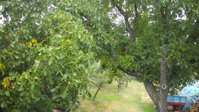 Ein grüner Garten mit vielen Bäumen und einem schmalen Pfad. Im Hintergrund sind einige farbige Blumen zu sehen.