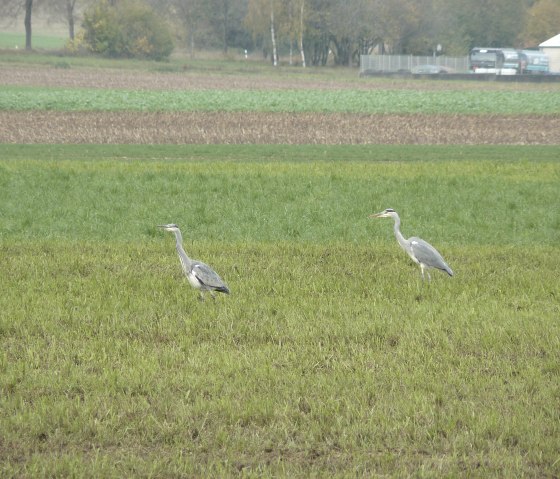 Twee reigers staan op een groene weide in de Enzaue, omringd door velden en bomen op de achtergrond., © Felsenland Südeifel Tourismus GmbH, Christian Calonec-Rauchfuss